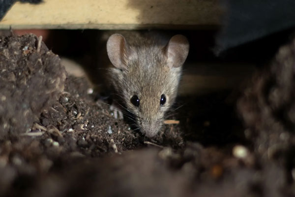 Rodent nesting inside a crawl space, showing how pests can invade damp and unsealed areas beneath a West Virginia home.